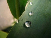 /album/plants/plant-11-jpg/